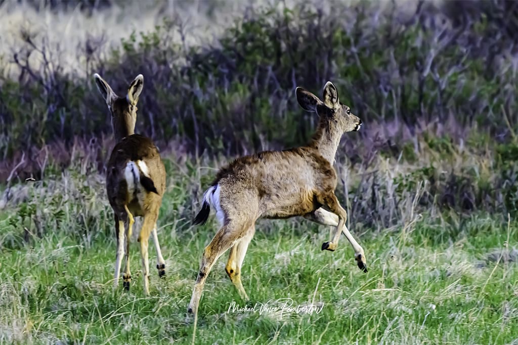Best Camera Settings for Nature Photography. Michael Vance Pemberton