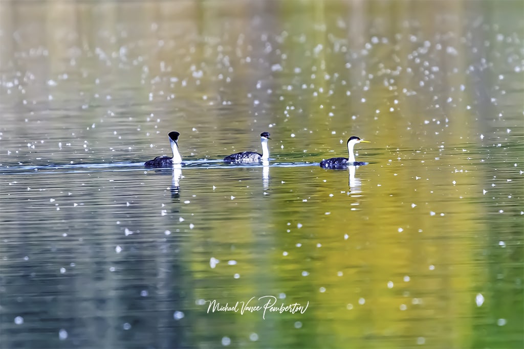 Best Camera Settings for Nature Photography. Michael Vance Pemberton