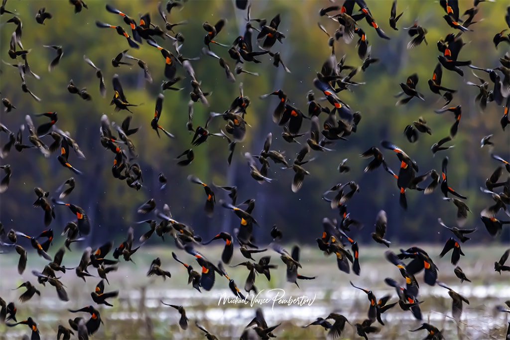 Best Camera Settings for Nature Photography. Michael Vance Pemberton