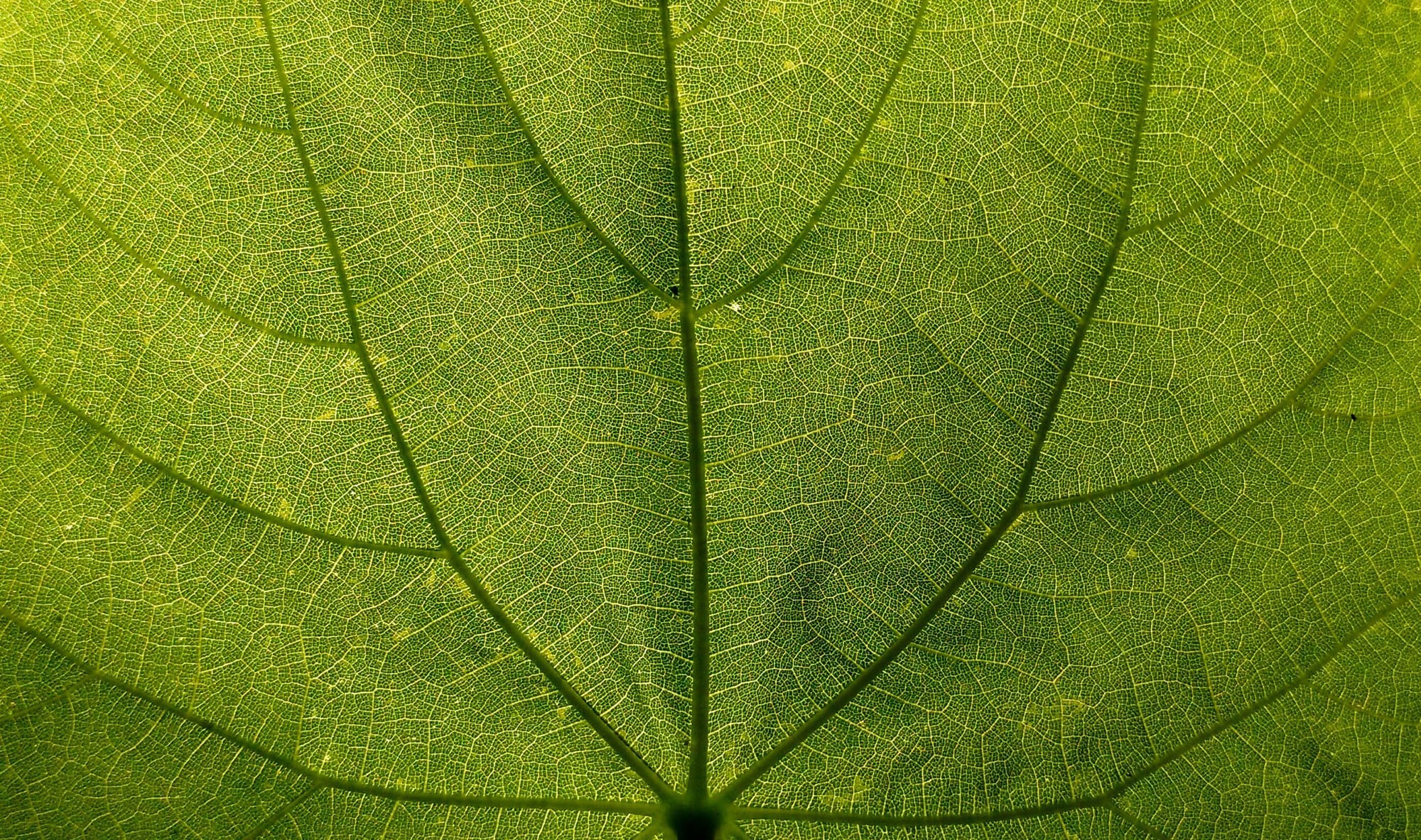 leaf_veinswikimedia Michelle Holliday