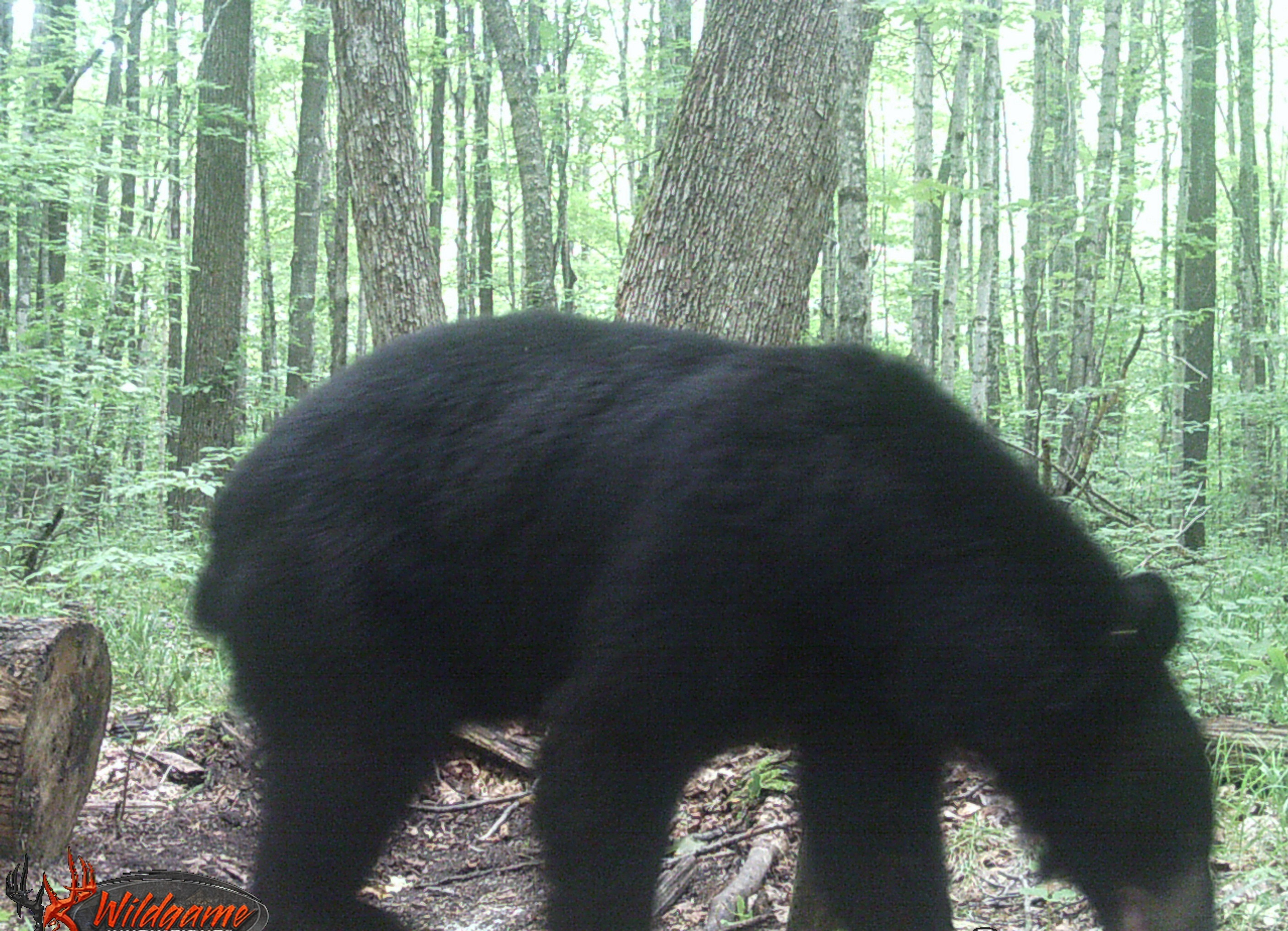 2017 Michigan Bear Guides