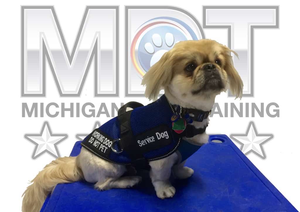 Service Dog in Training Michigan Dog Training Michigan Dog Training