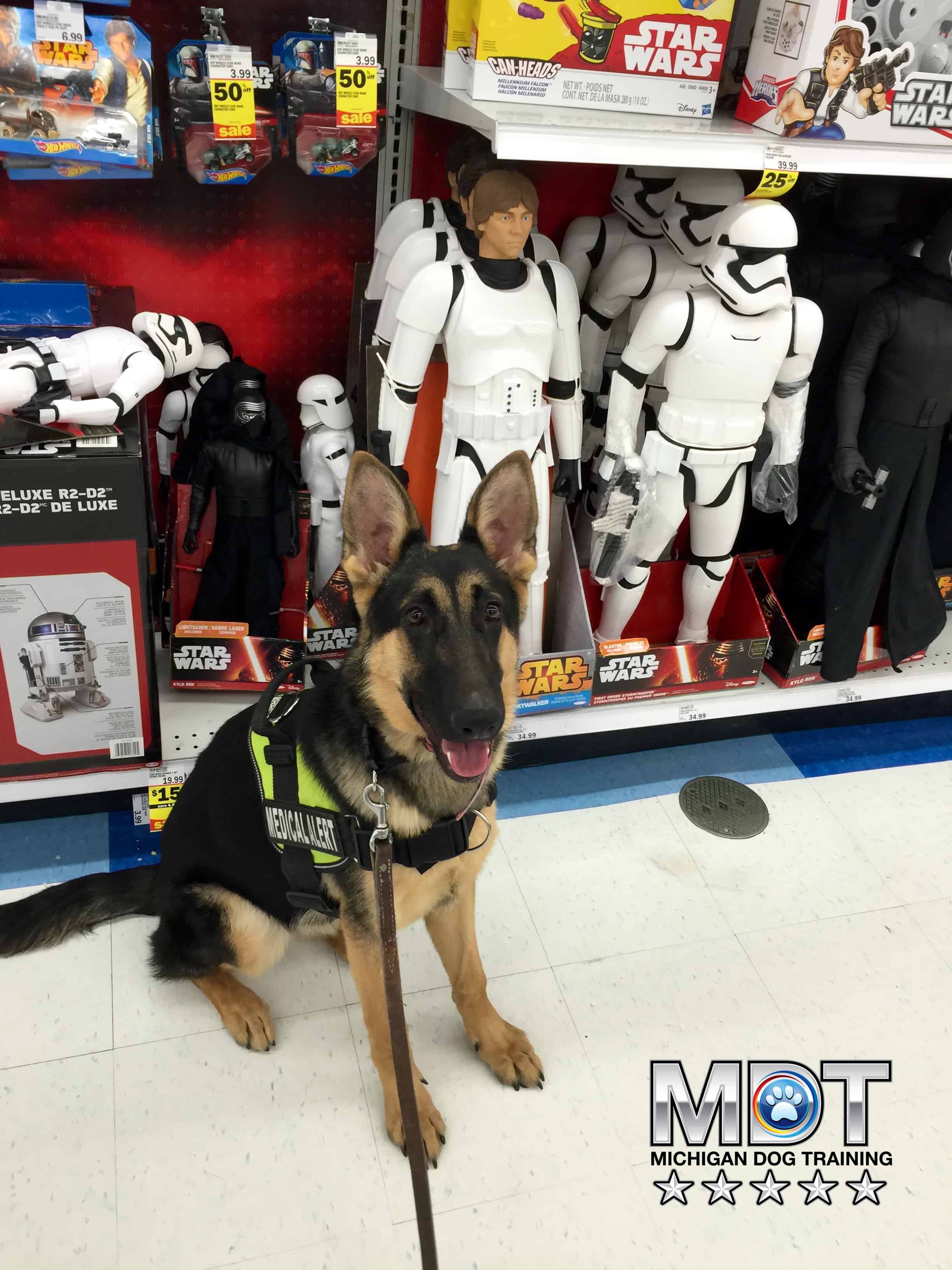 The Force Awakens in dog training Michigan Dog Training