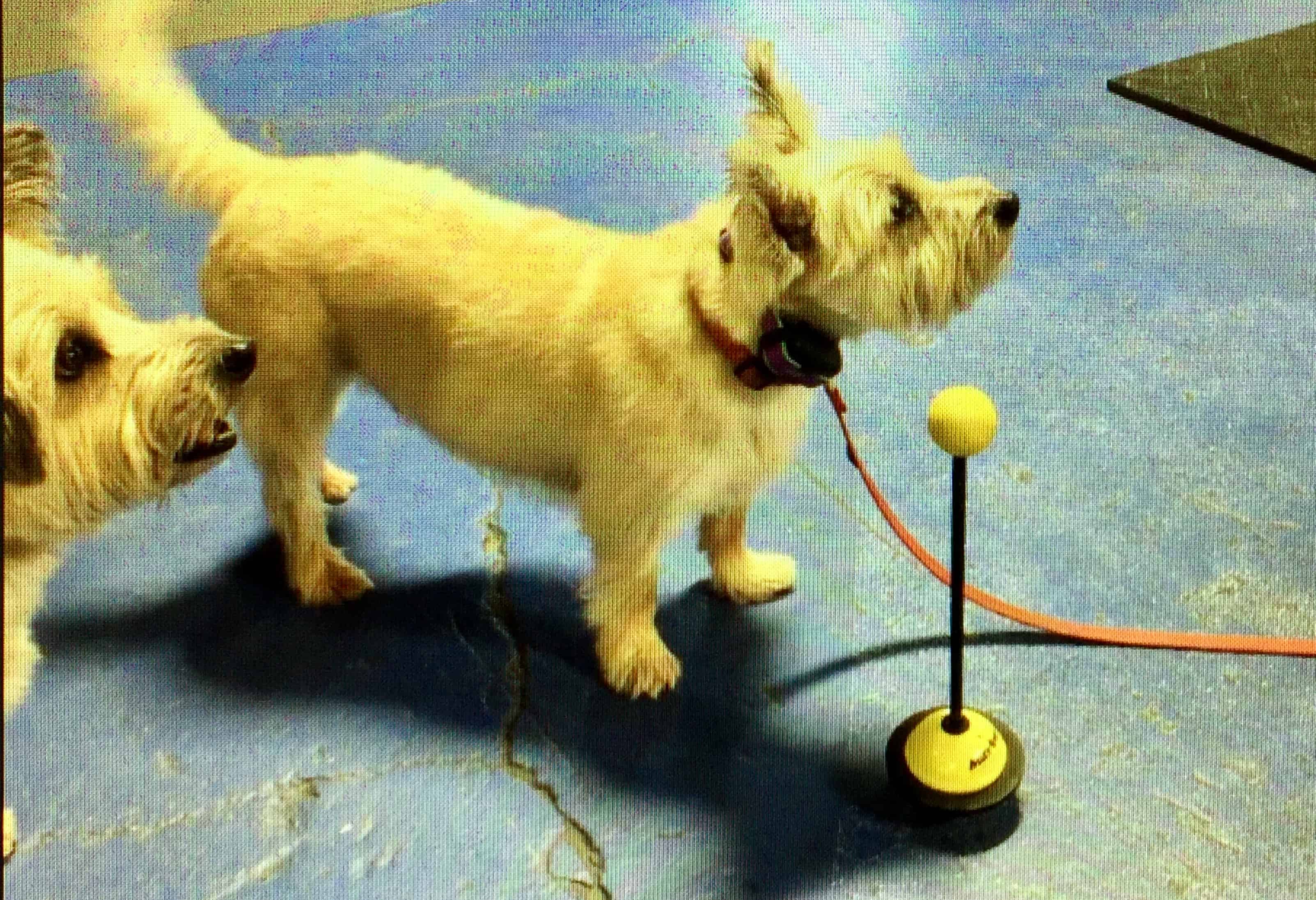 dog behaviorist Michigan Dog Training