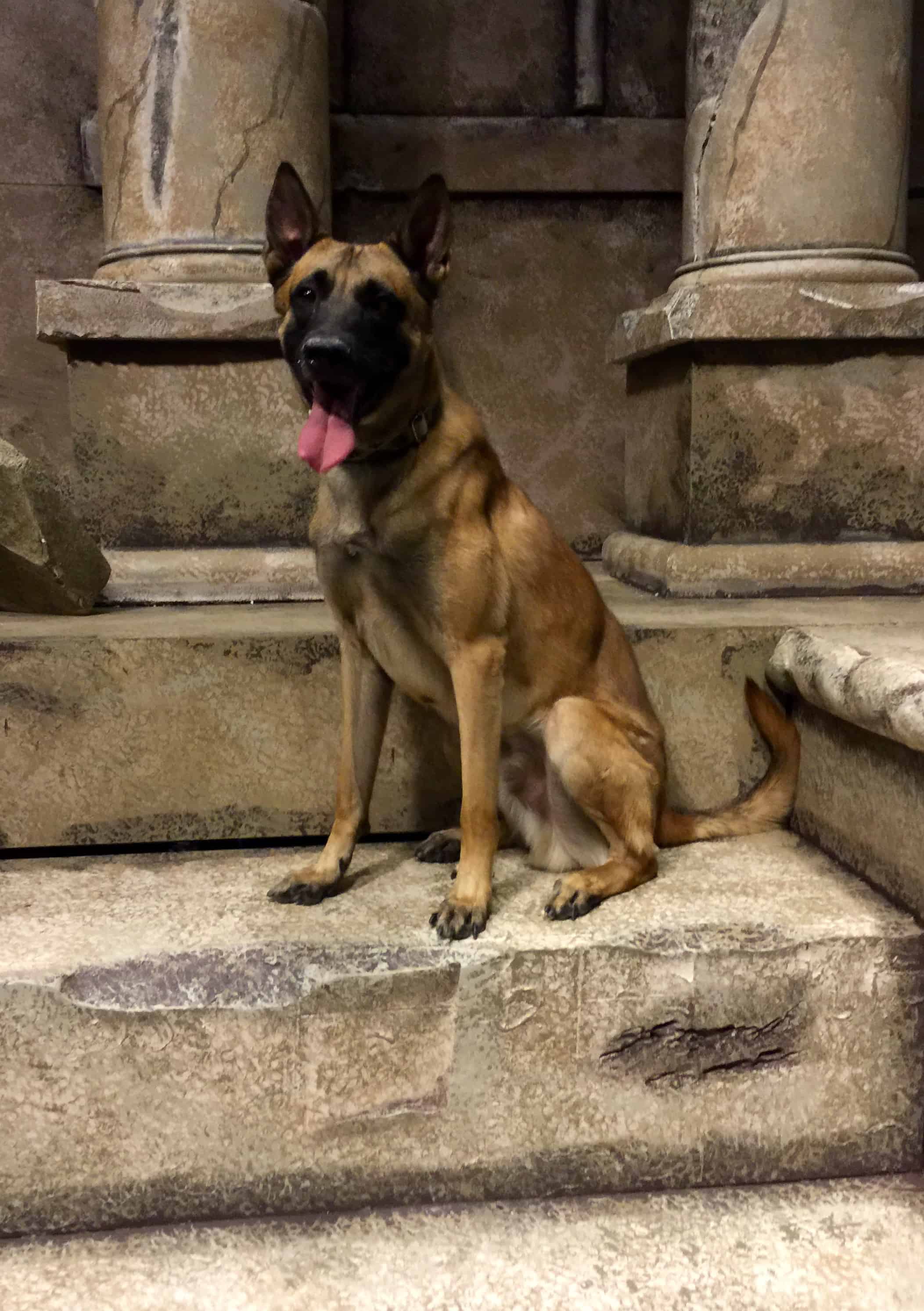 How to teach a dog to sit straight? Michigan Dog Training