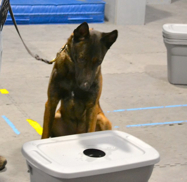 NoseWork New dog sport for companion dogs michigandogtraining