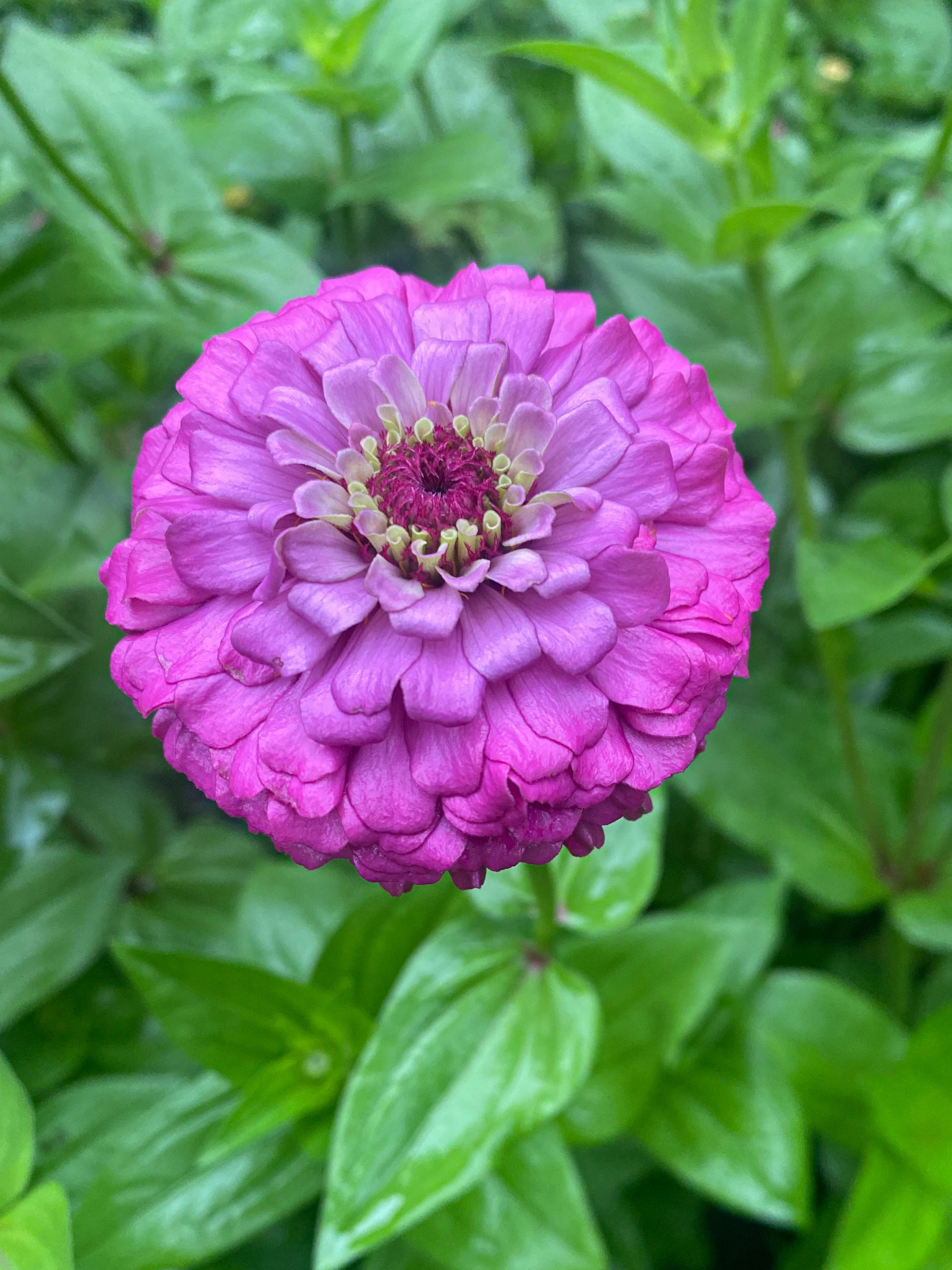 Zinnia, Purple Michigan Flower Barn