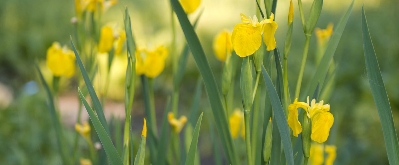 Grand Rapids’ Greenhouse Heroes, Let’s Shop for Plants! Michigan