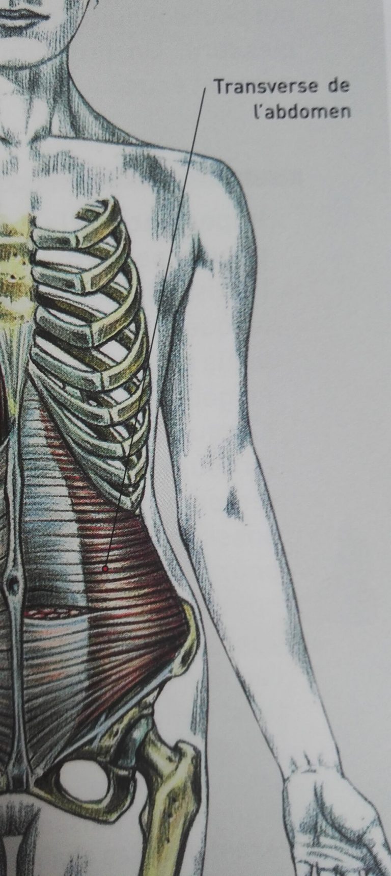 Le transverse le muscle du ventre plat • Mickaël Clément