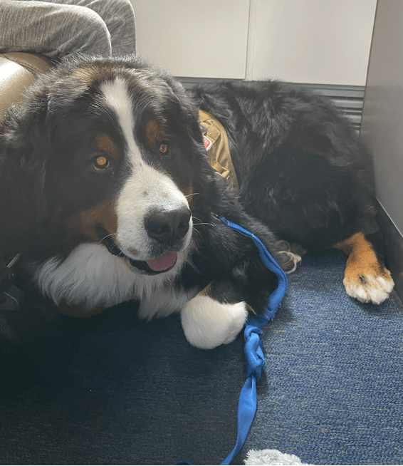 Ultimate Guide to Service Dogs at Walt Disney World