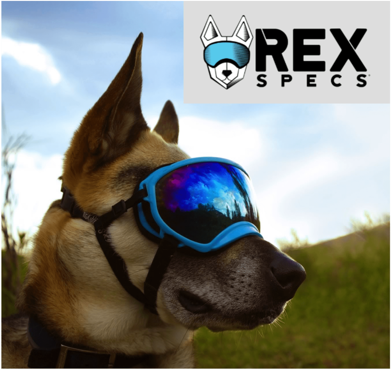 Ultimate Guide to Service Dogs at Walt Disney World