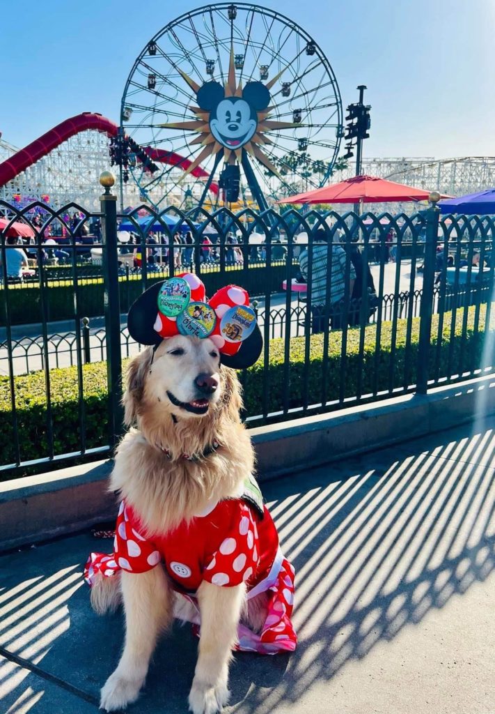 Are Dogs Allowed In Disneyland