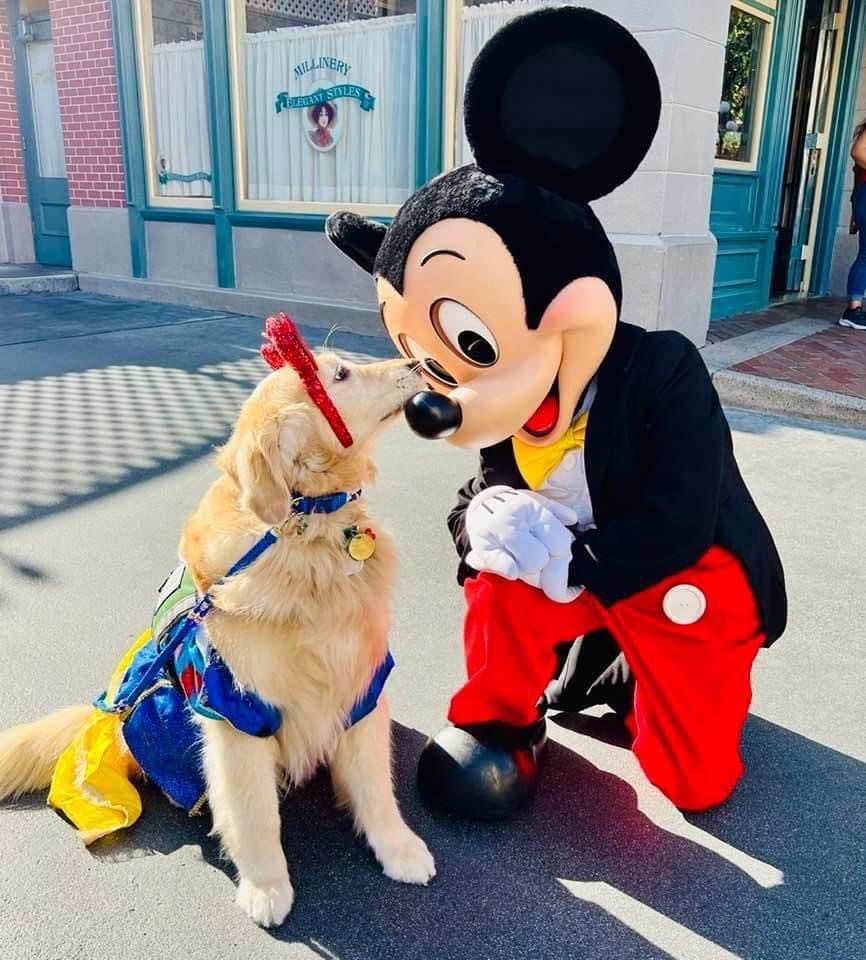Are Dogs Allowed at Disney Boardwalk? The Family Vacation Guide