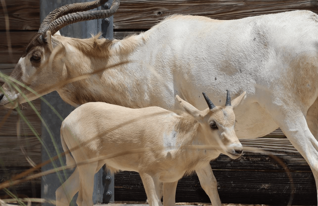 Rare Baby Addax Born Just Before Mother's Day at Disney's Animal