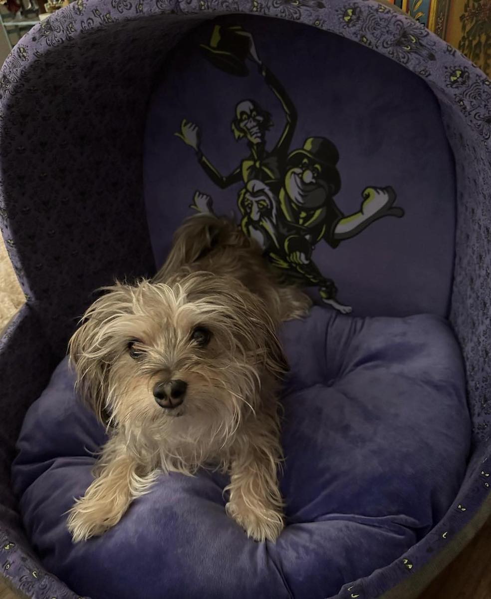Can I Bring My Dog to Walt Disney World? Pet Friendly Hotels, Dogs at