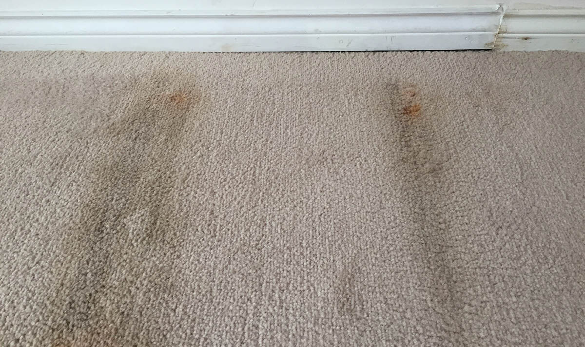 How To Prevent Carpet Mould Tips for Prevention & Maintenance