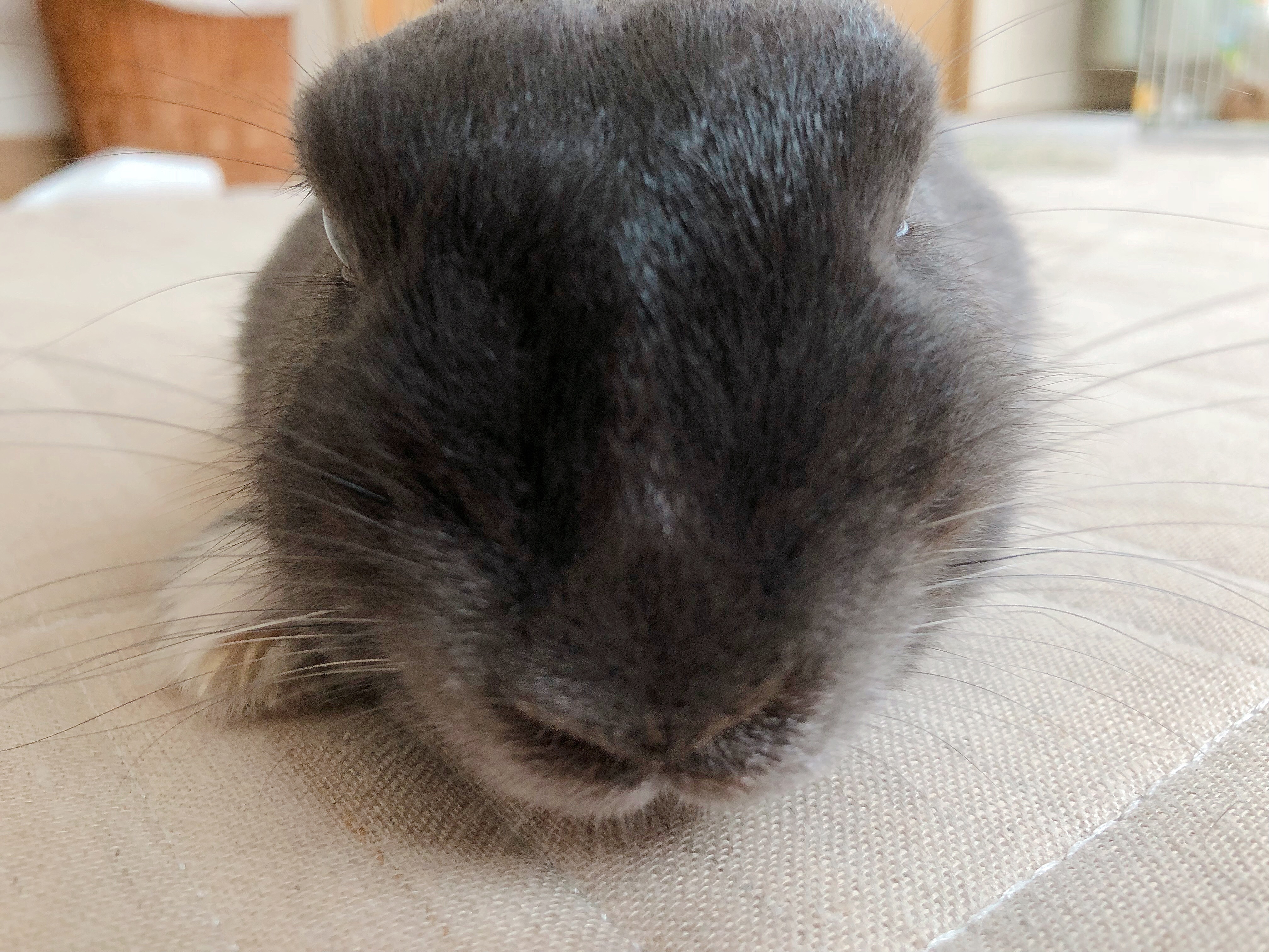 うさぎは縁起がいい動物なのか うさうさこそが幸せのシンボル 天才のたまご