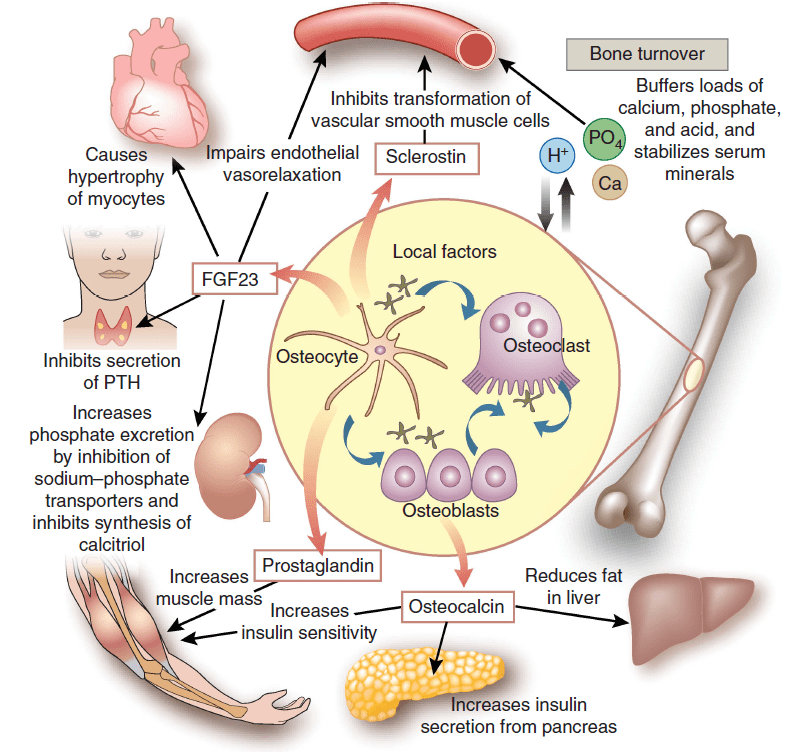 Proteína Klotho, La Proteína De La Longevidad.