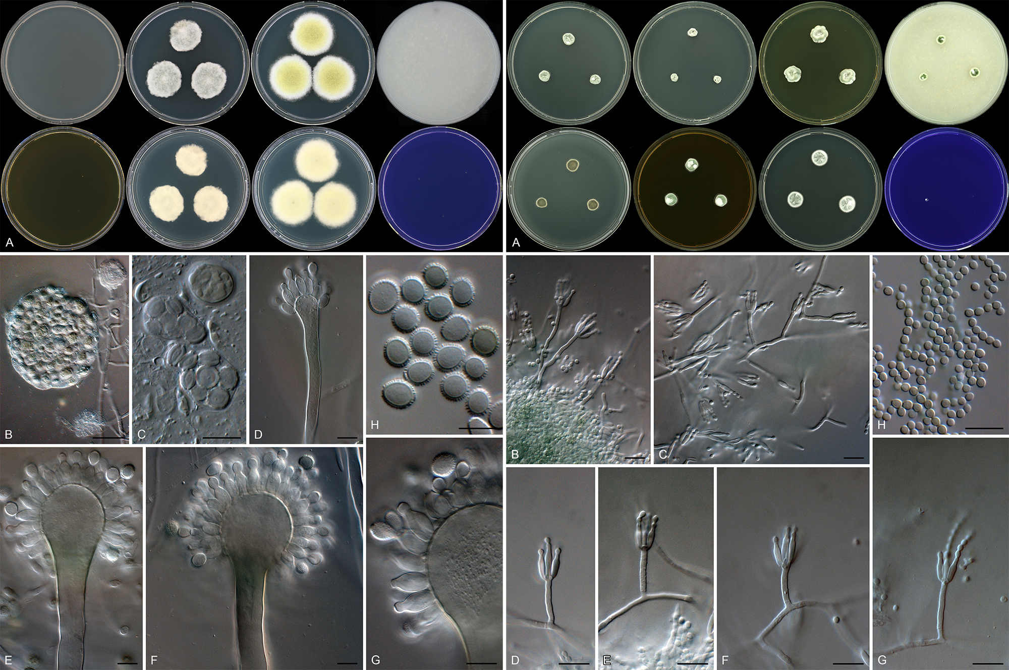 Studies in Mycology 78 Species diversity in Aspergillus, Penicillium