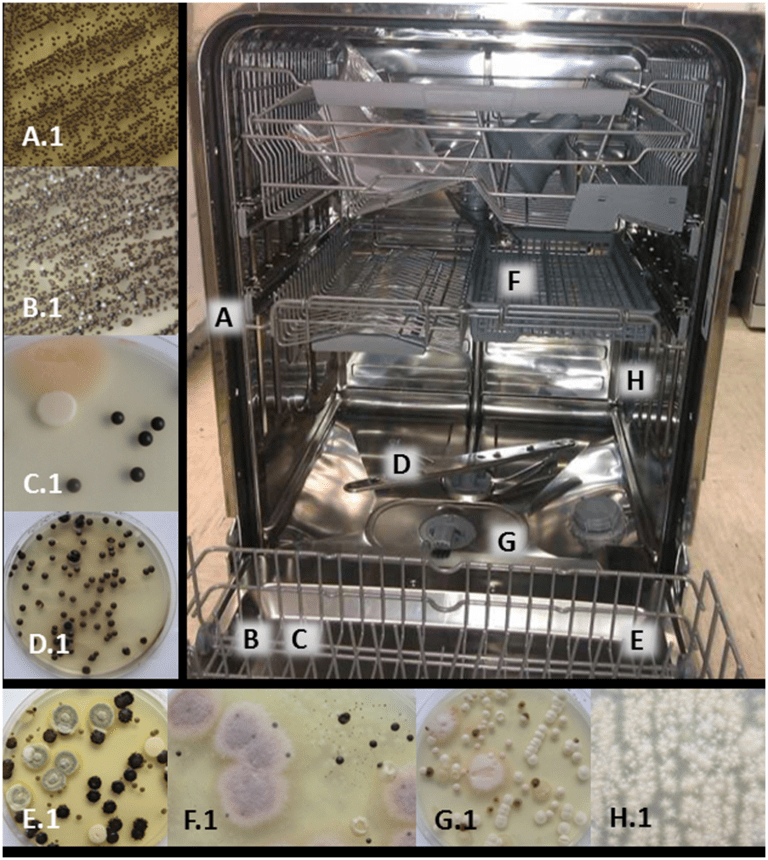 Opportunistic Fungal Pathogens in Dishwashers and Kitchens the microbiology of the
