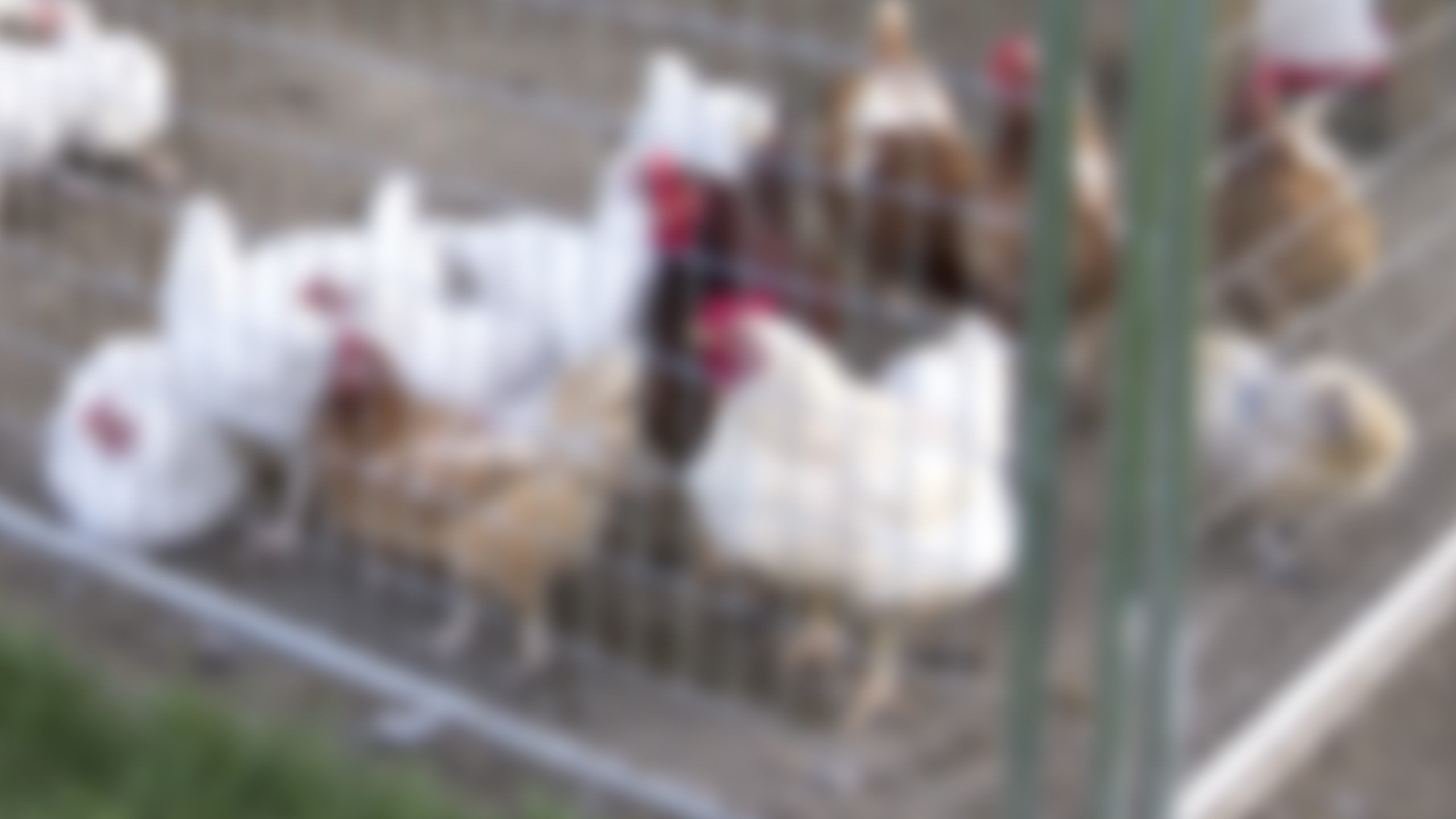 Why Natural Backyard Chicken Coop Cleaner & Deodorizer Is Important