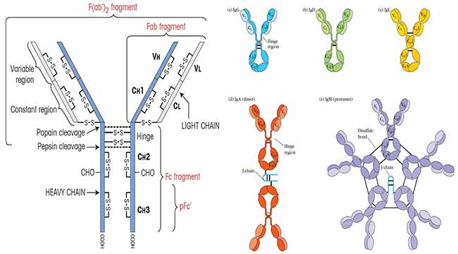 Antibody- Introduction, Structure and Classes