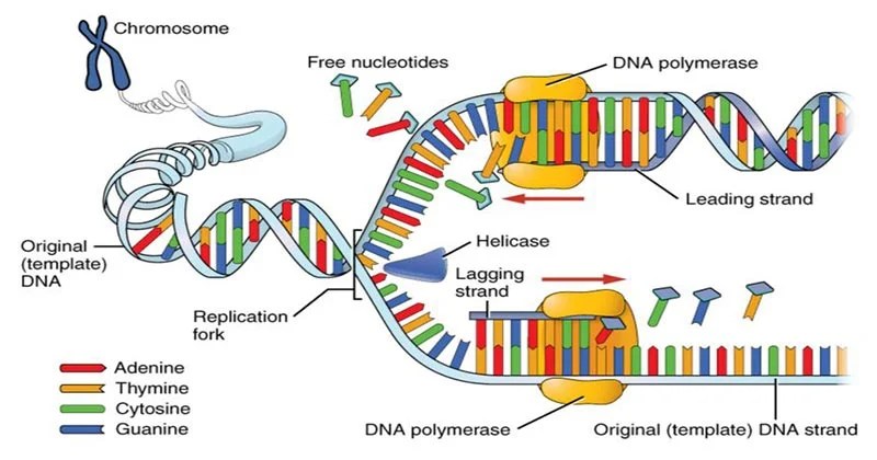 Diagram Of Dna Replication Process