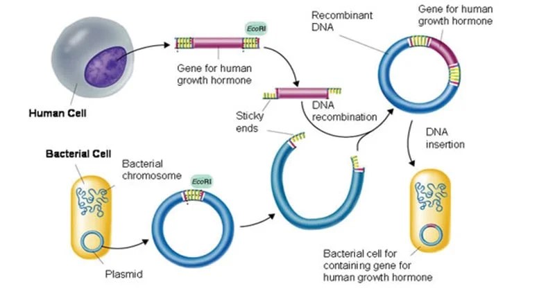 Gene Cloning Requirements, Principle, Steps, Applications Molecular
