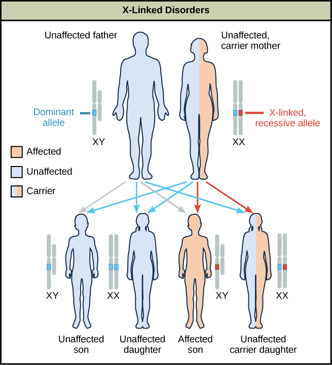 Sexlinked Inheritance Characteristics, Disorders, Examples
