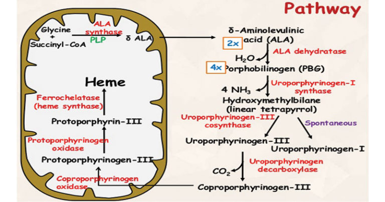 Heme Synthesis Biochemistry Microbe Notes