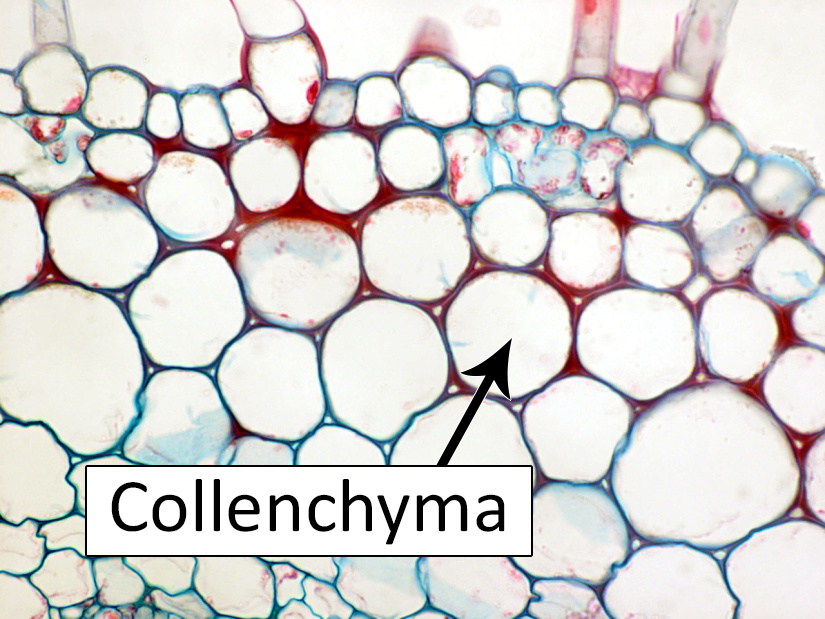 Types of Plant Cell Structure, Functions, Labeled Diagram