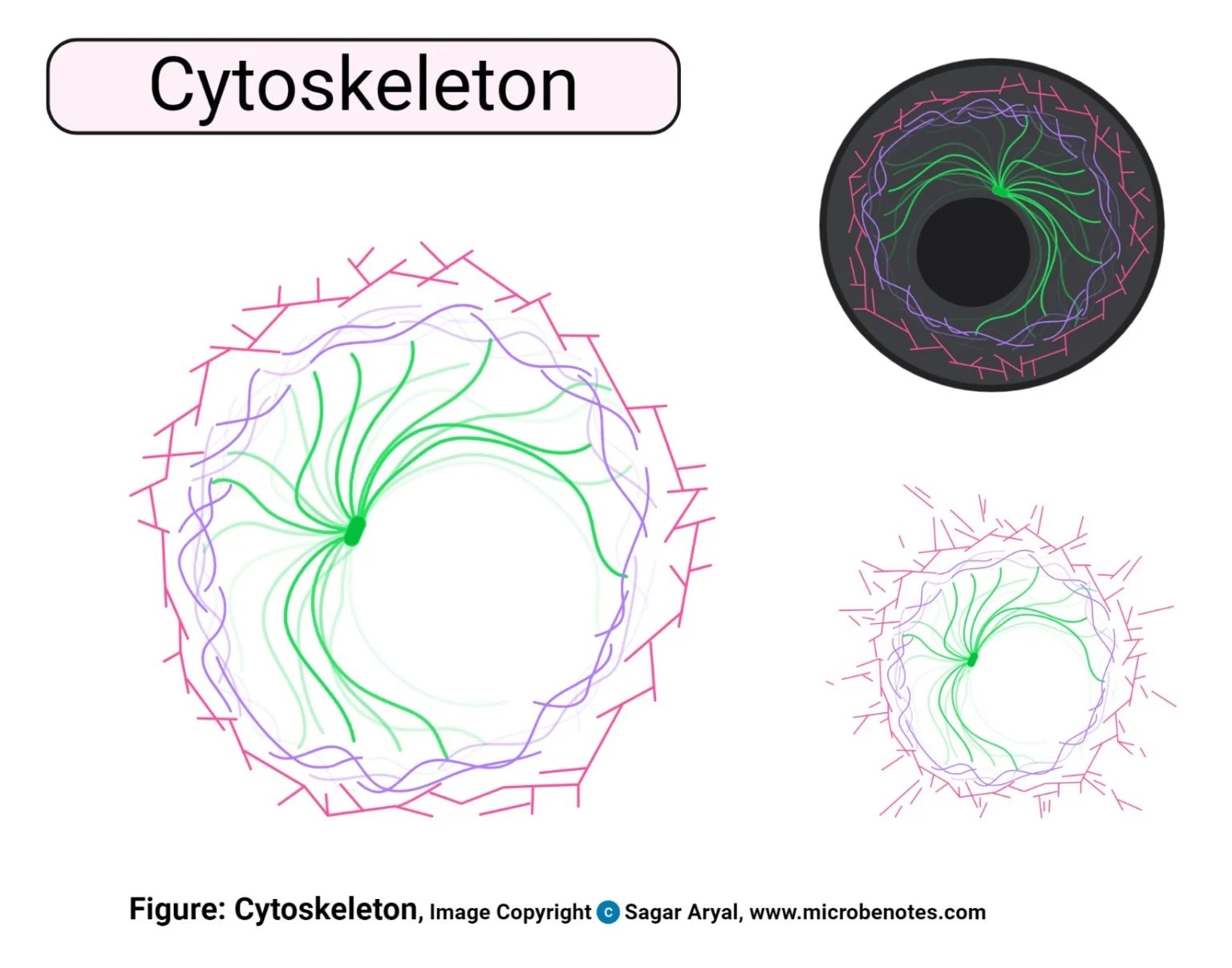 Cytoskeleton Plant Cell Diagram