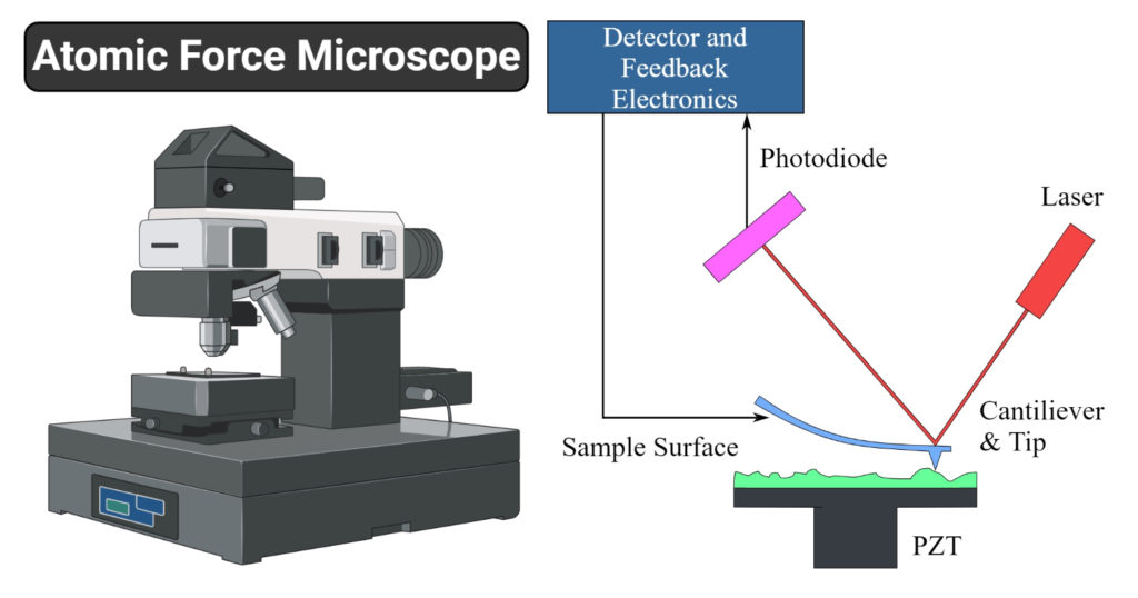 Atomic Force Microscope Principle, Parts, Uses Microbe Notes