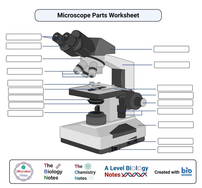 Microscope parts biology anatomia médica How to use a microscope worksheet