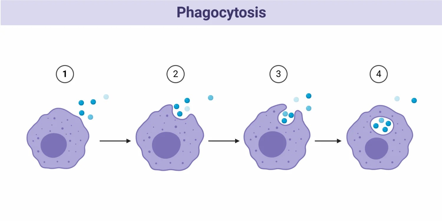 Endocytosis Definition, Process and Types with Examples