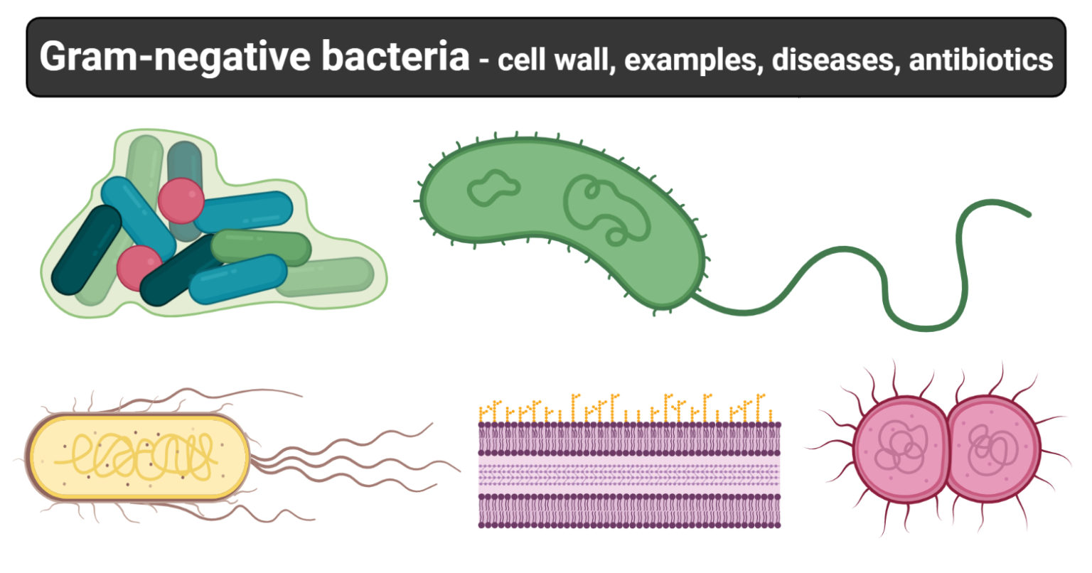 Gramnegative bacteria cell wall, examples, diseases