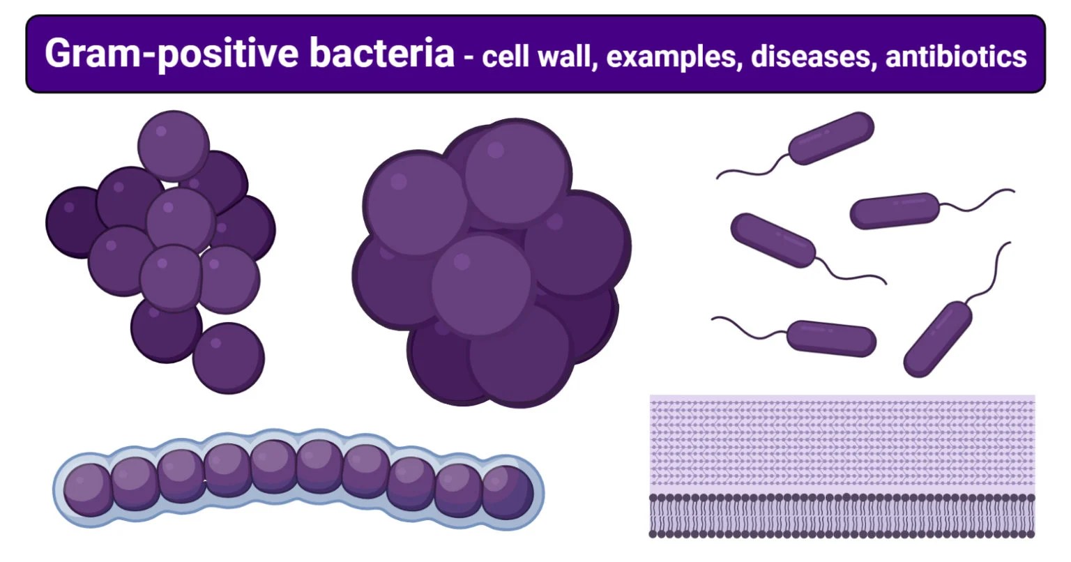 Grampositive bacteria cell wall, examples, diseases, antibiotics