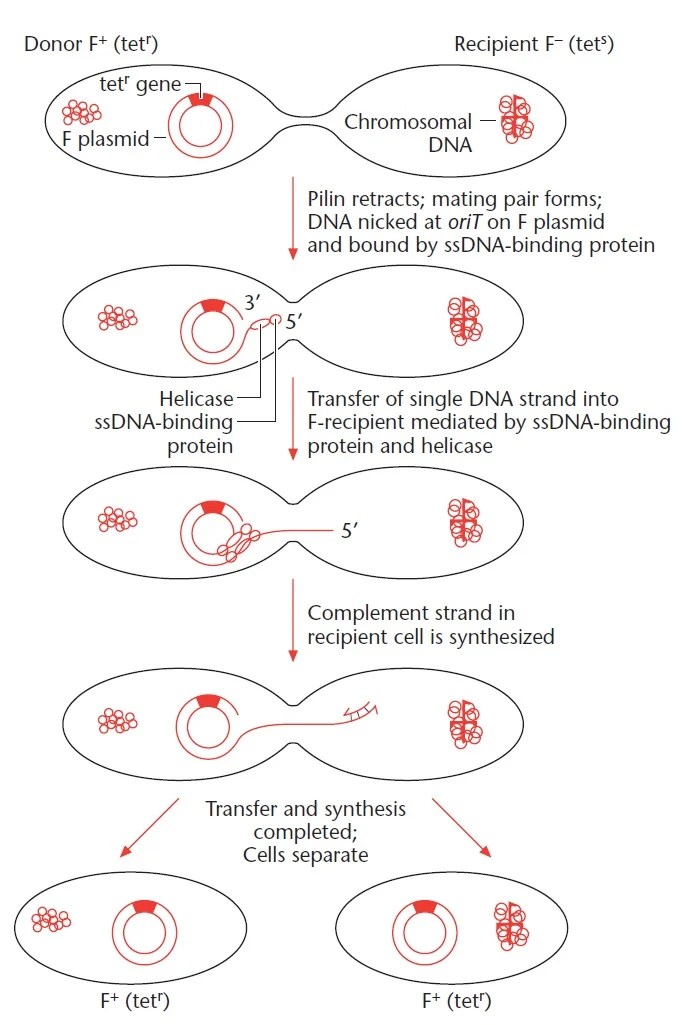 Bacterial Conjugation Definition, Principle, Process