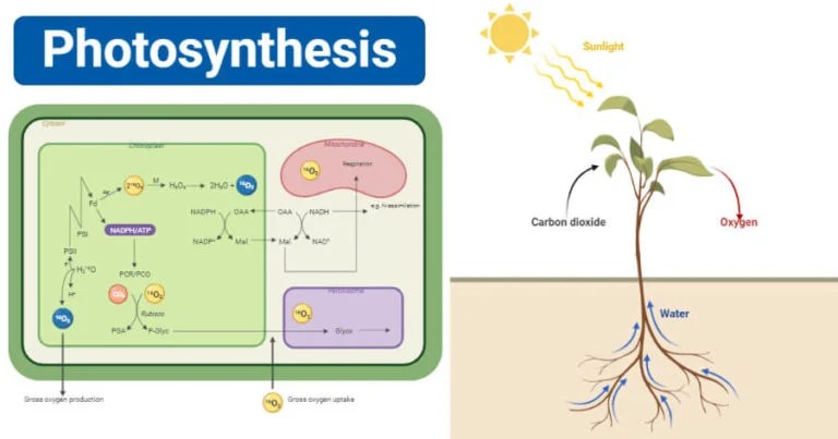 Photosynthesis definition, equation, steps, process, diagram