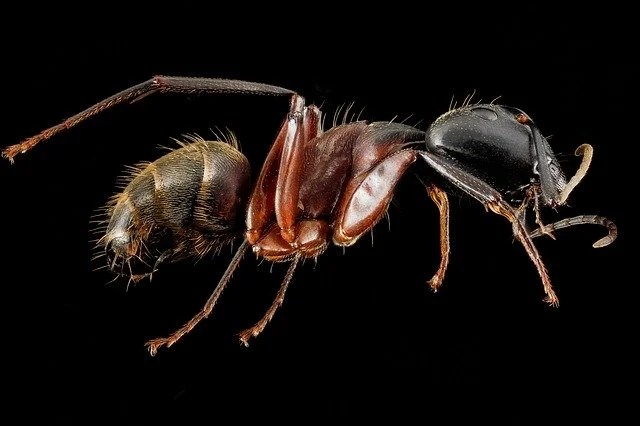 How these 26 things look like under the microscope (with diagrams)