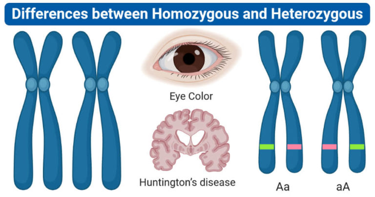 Homozygous vs. Heterozygous: 10 Differences, Examples