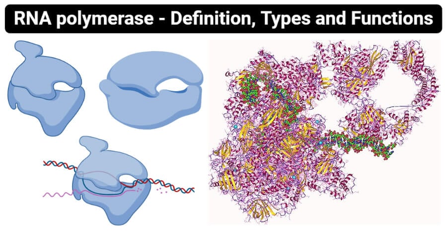 During this process, the dna sequence of a gene is copied into rna. RNA polymerase- Definition, Types and Functions