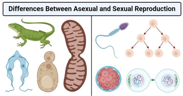 Asexual vs. Sexual Reproduction: 16 Differences, Examples