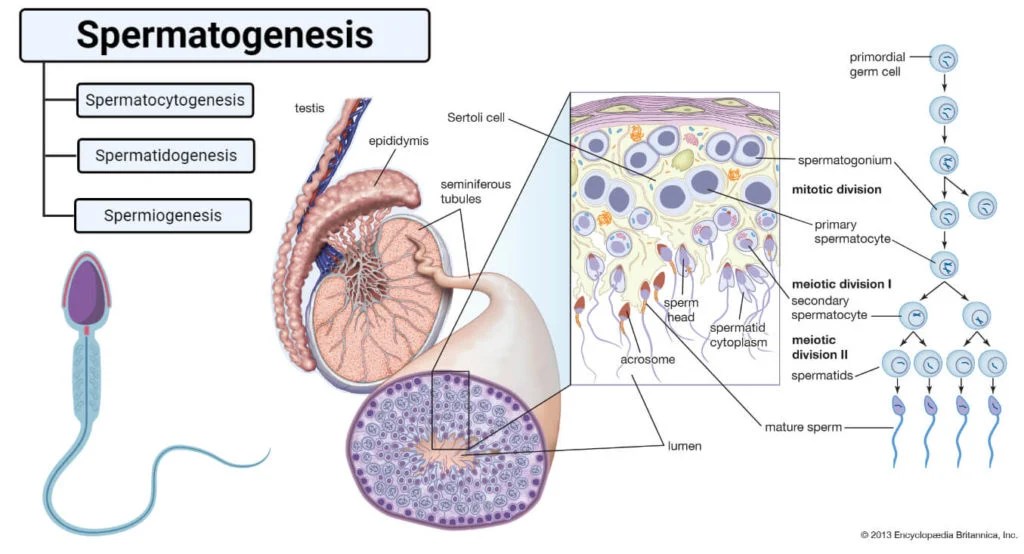 Spermatogenesis Definition, Stages and Process with figure