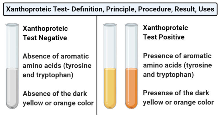 Xanthoproteic Test Definition, Principle, Procedure