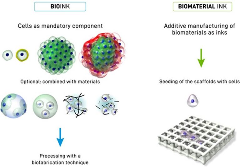 3D Bioprinting Definition, Principle, Process, Types, Applications