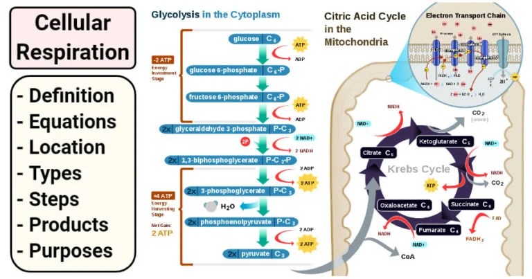 Cellular Respiration Definition, Equations, Types, Steps, Products Cellular Respiration Definition, Equations, Types, Steps, Products