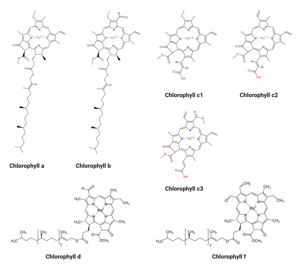 Chlorophyll Definition, Structure, Types, Biosynthesis, Uses