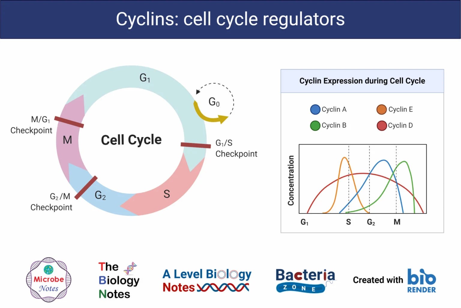 Cell Cycle Definition, Phases, Regulation, Checkpoints