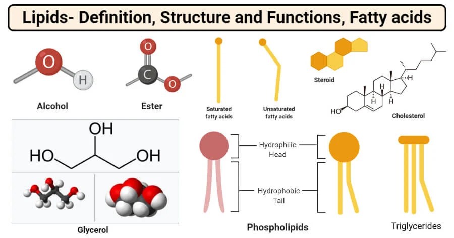 Lipids: Properties, Structure, Classification, Types, Functions